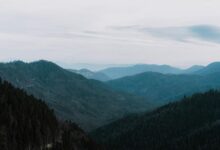 digital growth enhancement tools