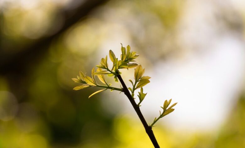 cosmic node driving growth